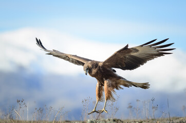 Wild hawk landing with snowy mountains behind New Zealand Kahu