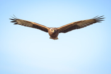 Wild hawk flying towards camera head on New Zealand Kahu