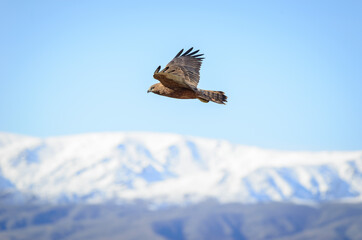 Wild hawk in flight with snow covered mountains in New Zealand