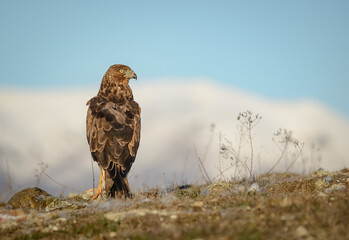 WIld hawk on ground looking around New Zealand Kahu