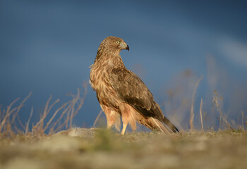 Wild hawk portrait with dark sky New Zealand Kahu