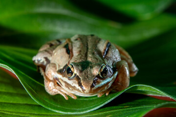 Front view of Wood frog sitting on green leaf