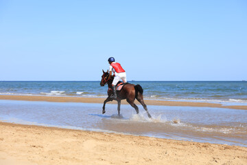 Race horse and jockey galloping on the beach