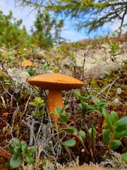 Obraz na płótnie Canvas mushrooms in the forest