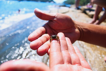Little Crab 
Lagoinha 
Summer 