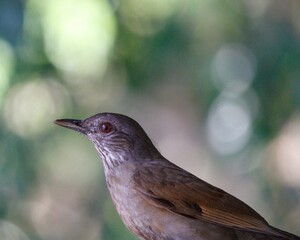 blackbird on a branch
