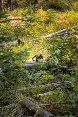 Squirrel Perched on a Log in the Forest