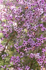 ジャノメエリカの花