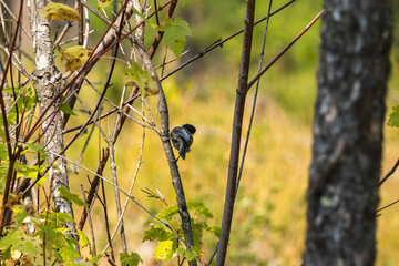 Chickadee on a Small Tree in the Forest