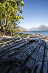 Fototapeta na wymiar Fallen Tree Leading into Lake McDonald in Glacier National Park