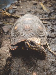 portrait of a little tortoise