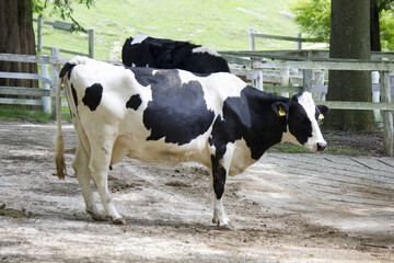 六甲牧場の乳牛