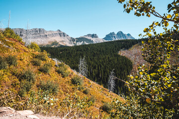 Tree Line Edge of an Old Fire with Mountains in the Background in the Backcountry of Glacier National Park