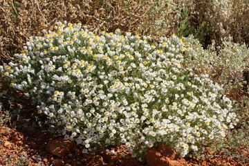 Obraz premium Wildflowers on top of a hill outback Western Queensland