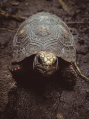 portrait of little tortoise looking at camera