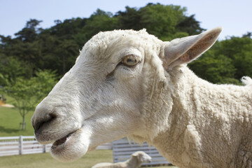 羊の顔のアップ