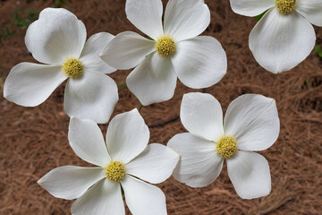 Fototapeta na wymiar Dogwood blossoms, close-up 