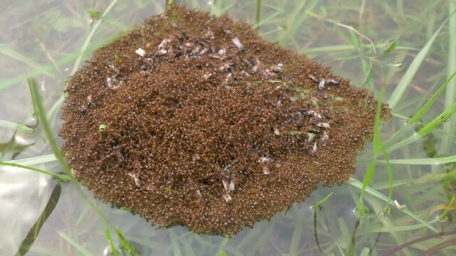 Fire ants create raft out of other ants to live through flood