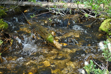 stream in the forest