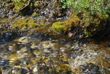 stream in the forest