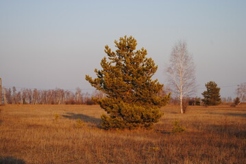 
lonely pine