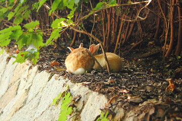 2匹のウサギの後ろ姿