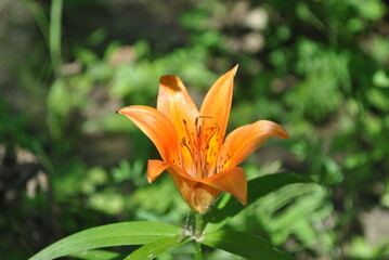 Obraz premium orange flower