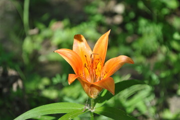 orange flower