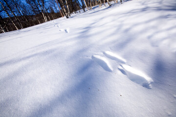 Rabbit Tracks in Snow © Yay Images