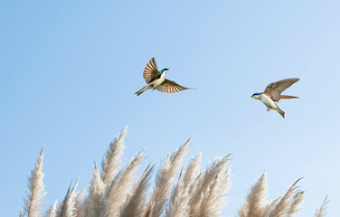 Barn Swallows flying in the sky