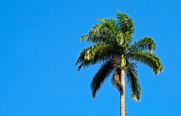 Obraz premium Palm tree and blue sky
