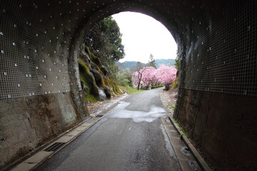 トンネルを抜けると河津桜