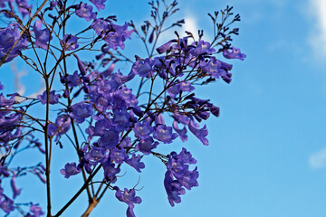 Blue jacaranda flowers (Jacaranda mimosifolia)