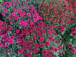 A bed of Chrysanthemum flowers on display 