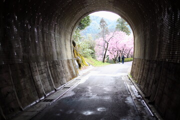 トンネルを抜けると河津桜