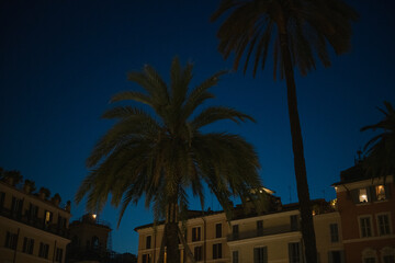 Fototapeta na wymiar Italy Palm Tree