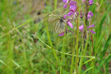 
butterfly on a flower