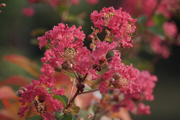 赤く染まった花