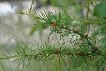 Fototapeta premium close up of pine needles