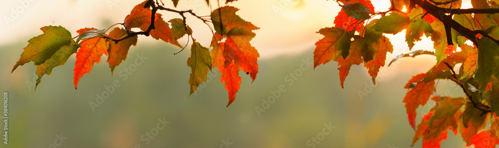 Wall mural panoramic view of autumnal colours leaf on sunset colorful bokeh background. panoramic view of maple