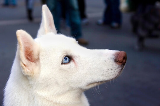 Blue eyed white Husky 