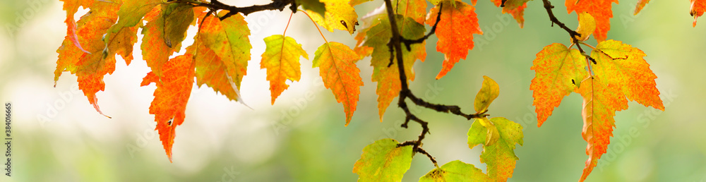 Wall mural panoramic view of autumnal colours leaf on sunset colorful bokeh background. panoramic view of maple