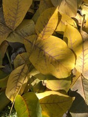 autumn leaves background