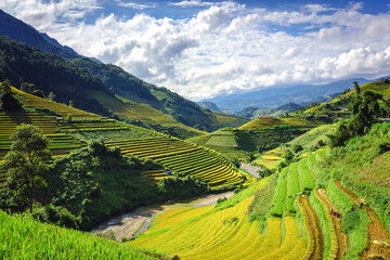 Fototapeta na wymiar The terraced rice paddy on harvesting season in Mu Cang Chai, Yen Bai province, Vietnam