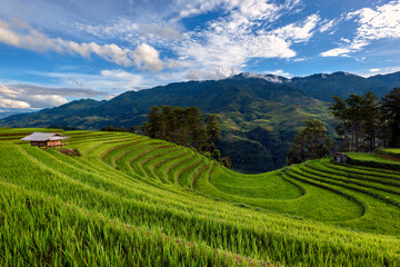 Fototapeta na wymiar The terraced rice paddy on harvesting season in Mu Cang Chai, Yen Bai province, Vietnam