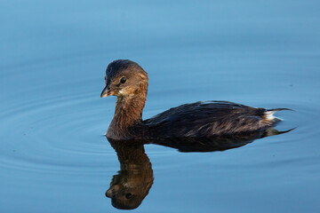 Juvenile Pied-billed Grebe, seen in the wild in a North California marsh