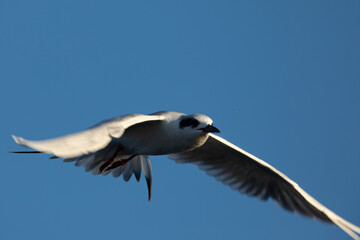 Forster's tern about to dive into the San Francisco Bay