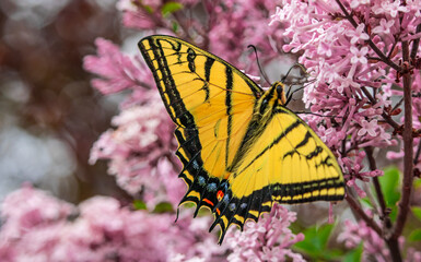 butterfly on flower