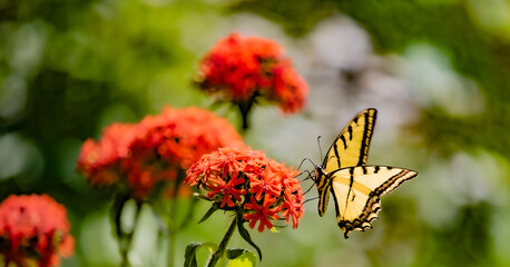 butterfly on a flower
