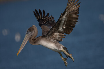 Brown pelican in flight, seen in North California